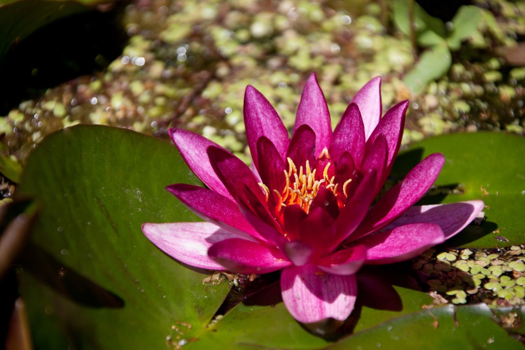 purple-water-lily-1324472317Bi3