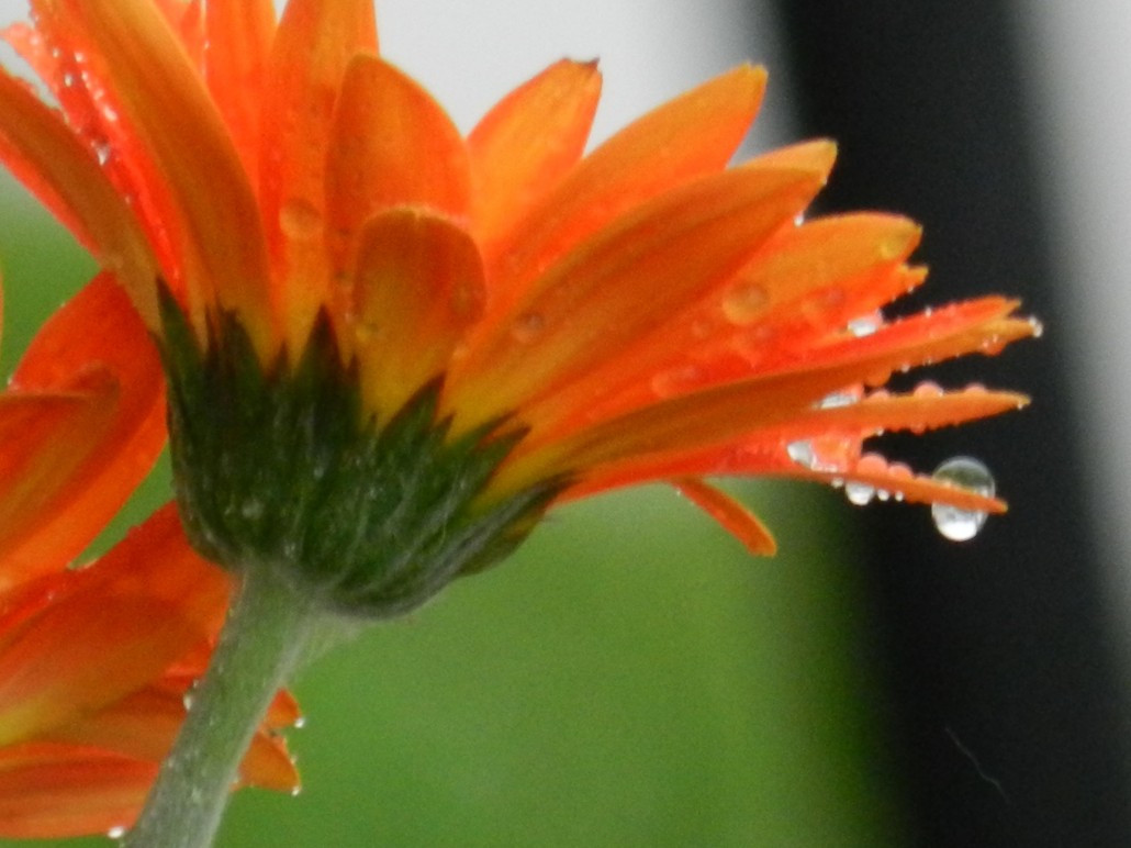 Orange Flower