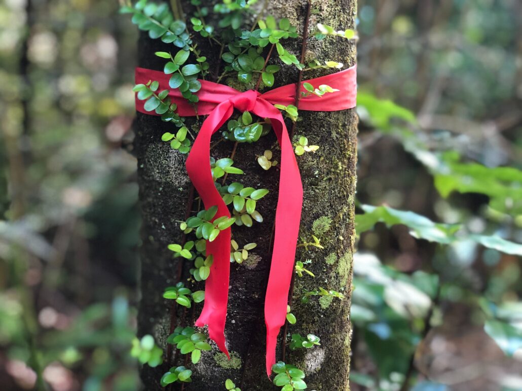 Red ribbon douglas-hawkins