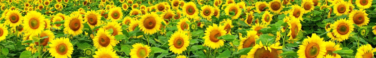Sunflowers Test