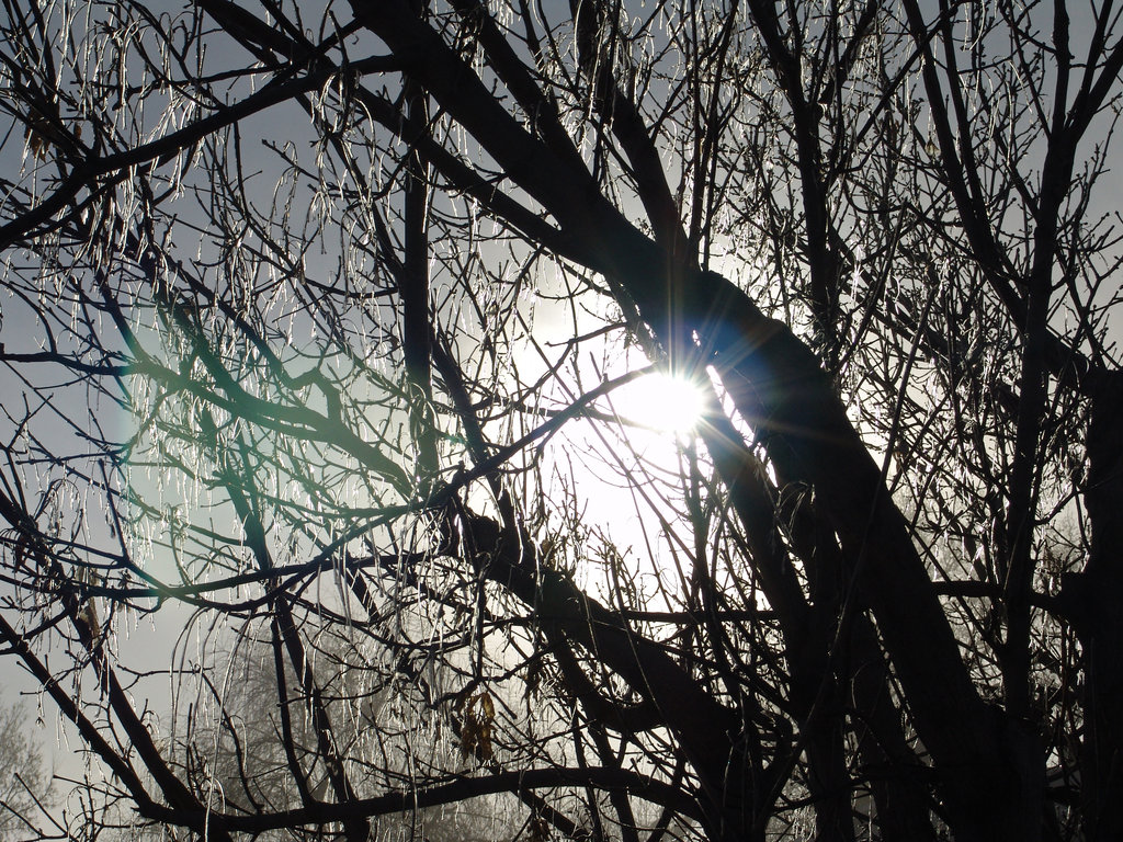 Winter_Tree_Icicles