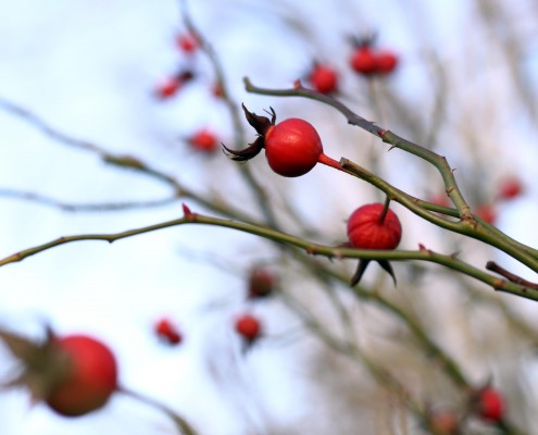 berries