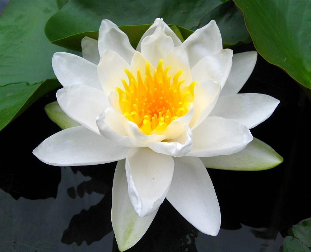 big white waterlily