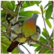 bird protecting young