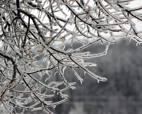 ice tree