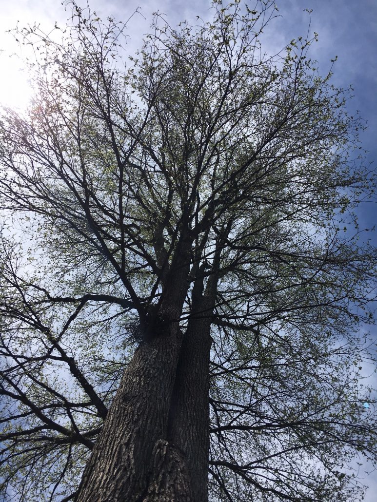tree i stood under - climate mobilization